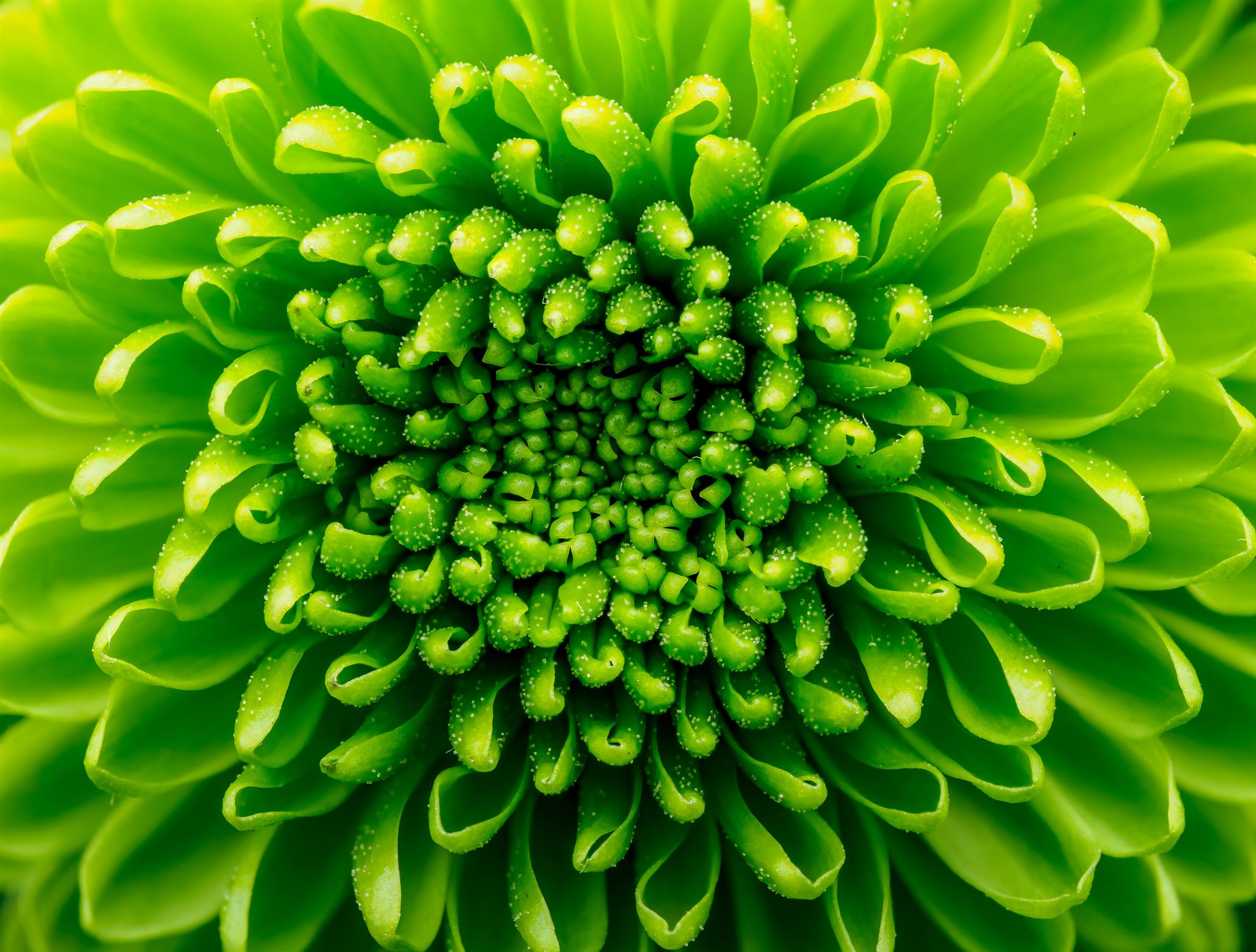 Nahaufnahme-einer-grünen-Nebelchrysantheme